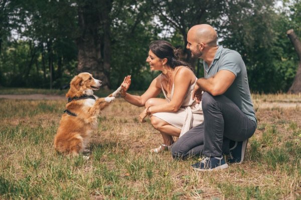 Care sunt drepturile și obligațiile legale ale deținătorilor de animale de companie