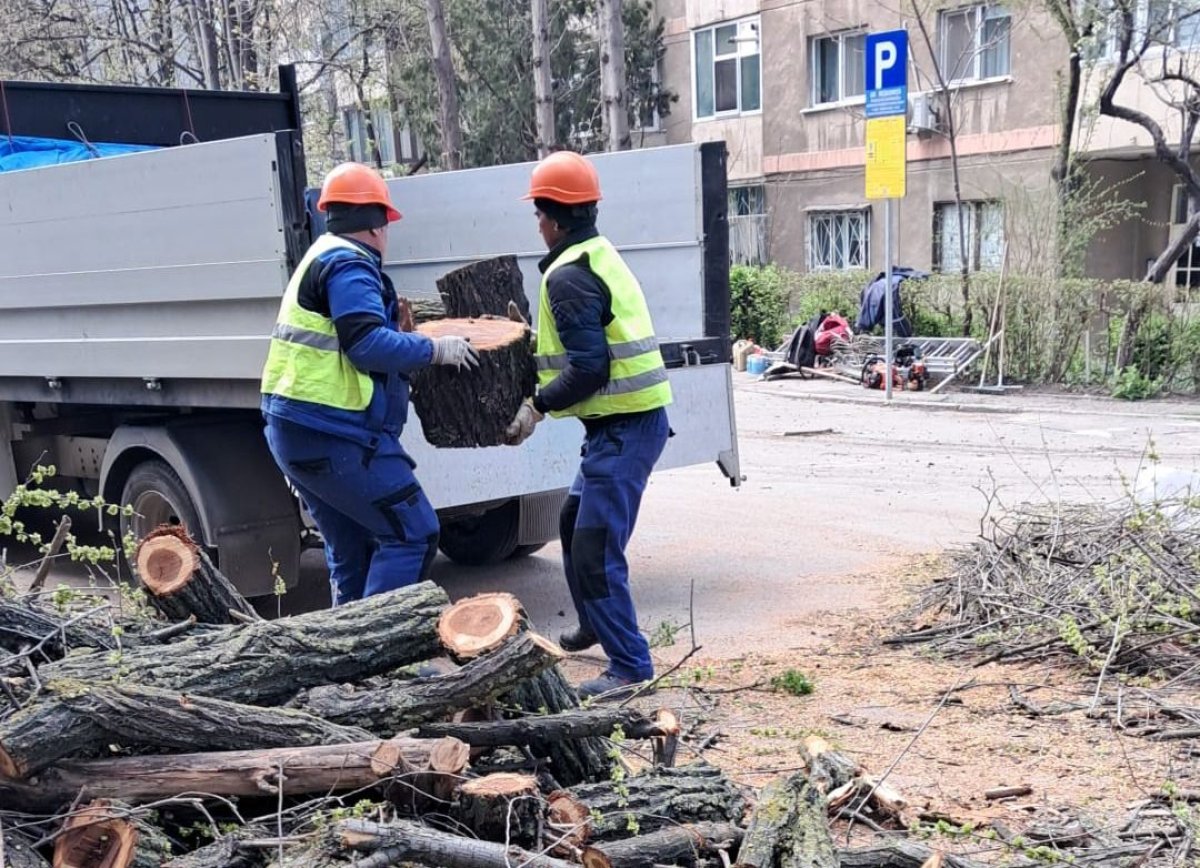 Lucrarile de toaletare si corectie a arborilor continua in cartierele orasului 
