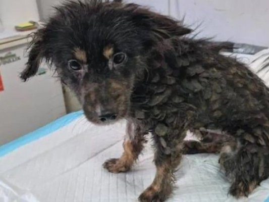 Intervenție ASPA: Zeci de animale bolnave și nemâncate au fost preluate dintr-o casă