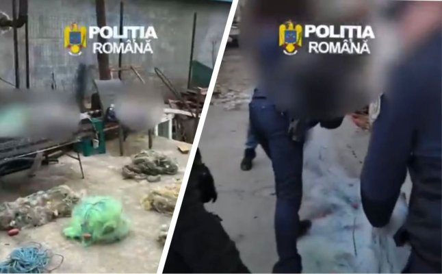 Oficial, de la Parchet despre perchezițiile care au avut loc la Hârșova în dosarul de braconaj! Video