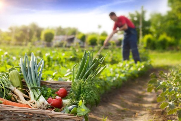 Fermierii care vor să primească ajutorul de 1.500 de euro mai au doar câteva zile pentru a depune cererile