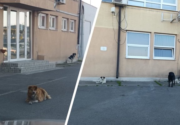 Alertă în Portul Constanța! O haită de câini agresivi s-a cuibărit prin Dana 0