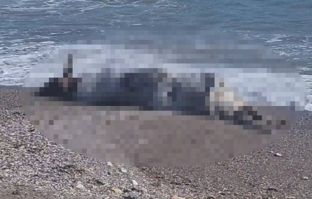 O vacă a eșuat pe plaja din apropierea cartierului Santa Maria Bay, din Constanța