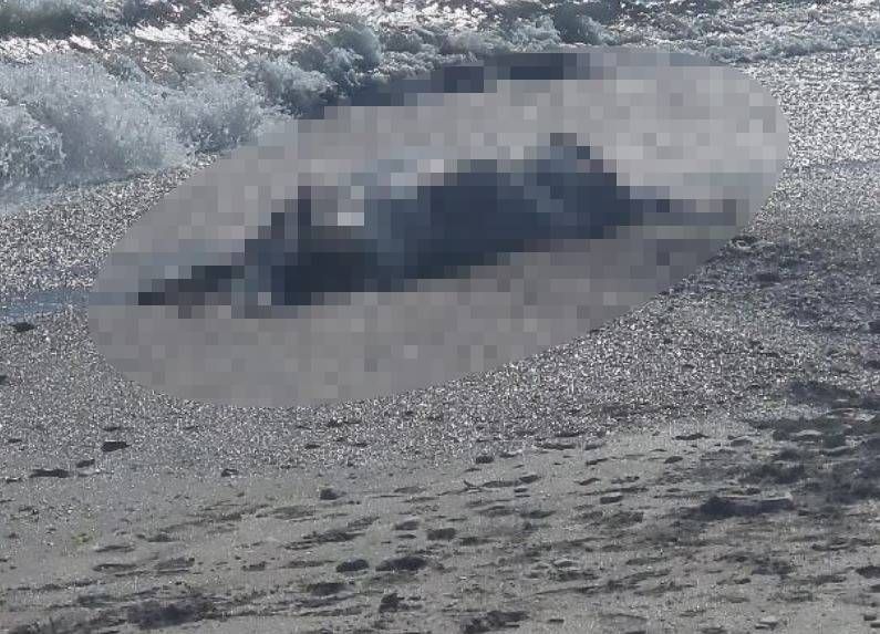 O vaca a esuat pe plaja din apropierea cartierului Santa Maria Bay, din Constanta O vaca a esuat pe plaja din apropierea cartierului Santa Maria Bay, din Constanta