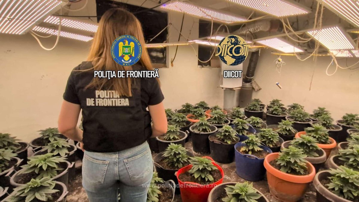 Culturi in-door de canabis descoperite de politistii de frontiera. O persoana a fost arestata Culturi in-door de canabis descoperite de politistii de frontiera. O persoana a fost arestata