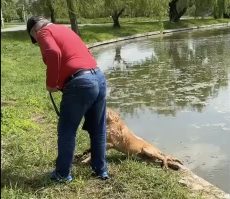 Un bărbat ar fi încercat să-şi înece câinele în Parcul Tineretului: A fost deschis dosar penal. Video