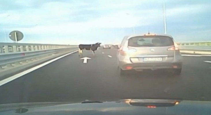 Incident grav, pe autostradă! Patru vaci au căzut dintr-o maşină pe şosea, iar șoferii le-au evitat la limită. Video