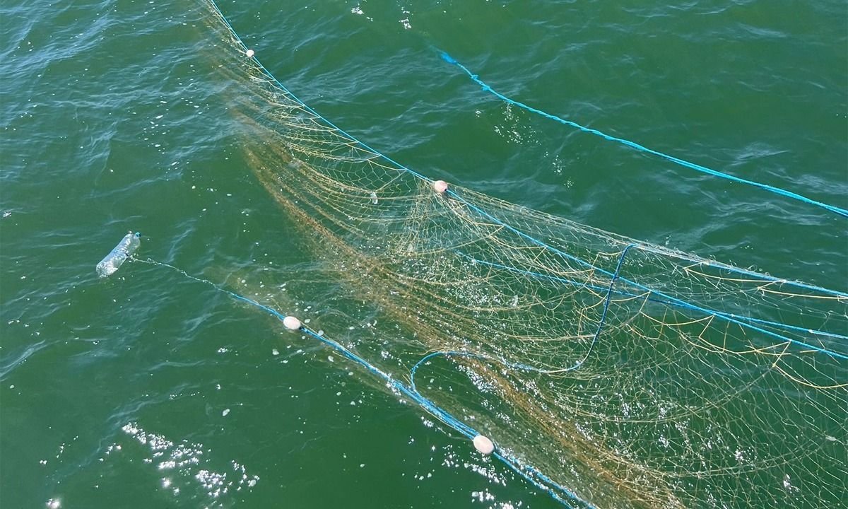 Politistii de frontiera au salvat patru sturioni prinsi in plase ilegale, in Marea Neagra. Video Politistii de frontiera au salvat patru sturioni prinsi in plase ilegale, in Marea Neagra. Video