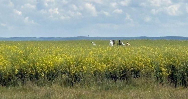 O elevă de 18 ani a fost găsită moartă pe un câmp în Bihor