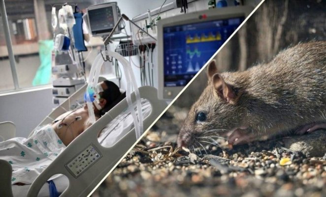 OMS: Focarul de hantavirus de pe vasul MV Hondius se apropie de sfârșit
