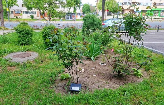 Primăria Constanța continuă acțiunile de deratizare, necesare pentru menținerea sănătății întregului oraș 