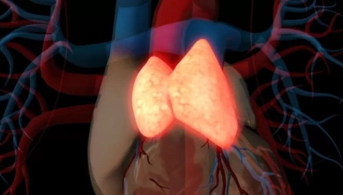 Organul pe care toți îl ignorăm după 20 de ani: Cum ne poate prelungi viața și întări imunitatea