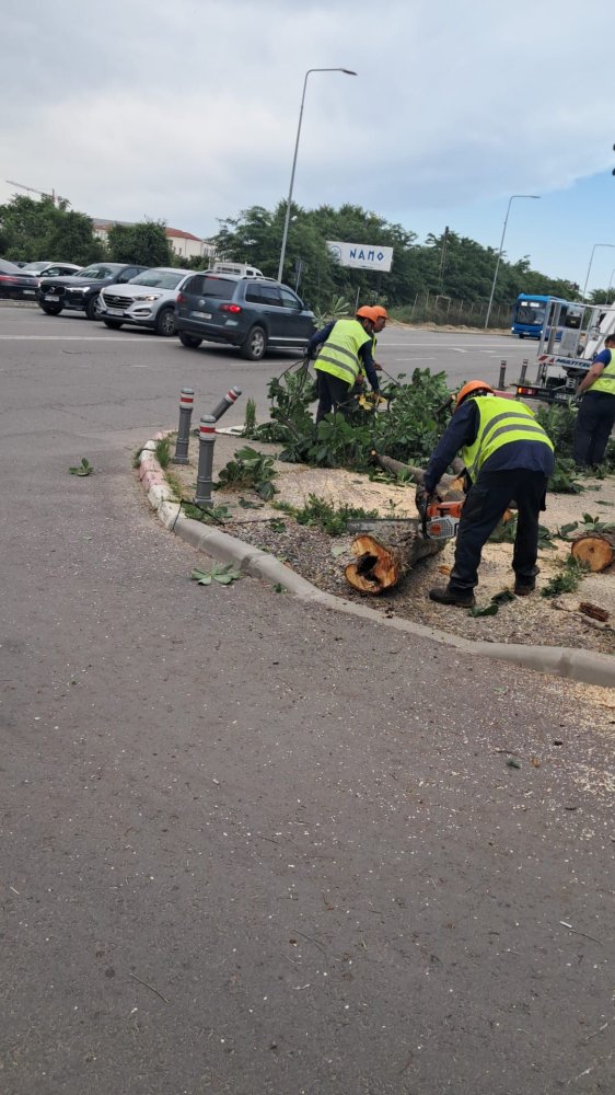 Continua lucrarile de intretinere a spatiilor verzi din municipiul Constanta