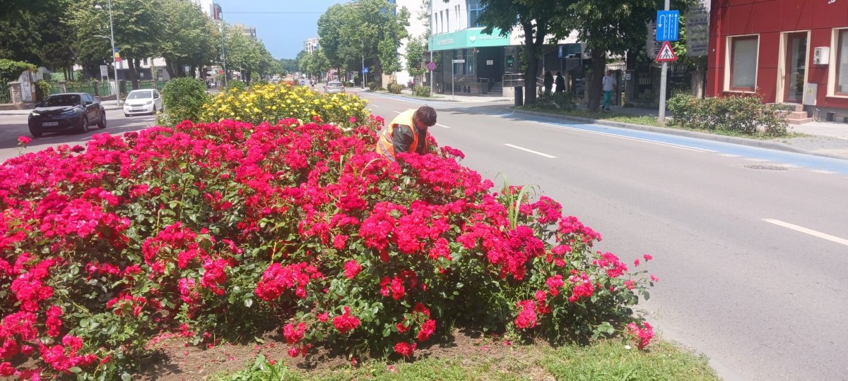 Continua lucrarile de intretinere a spatiilor verzi din municipiul Constanta