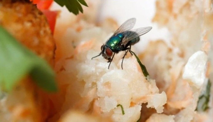 Ce riști dacă alegi să mănânci o mâncare pe care s-a așezat o muscă în loc să o arunci