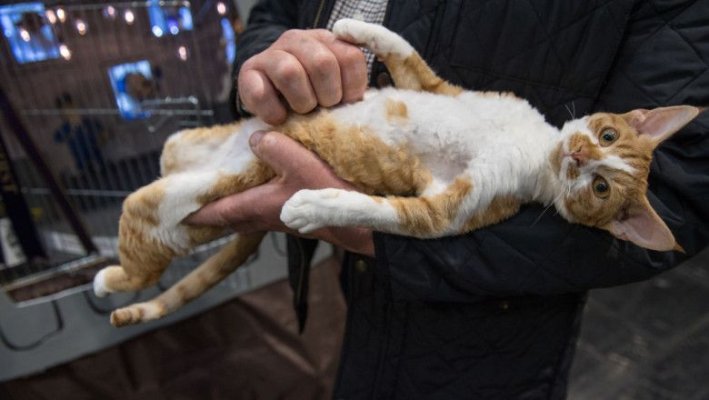 Ai o pisică sau mai multe? Atunci ai și risc crescut de schizofrenie, spun cercetătorii