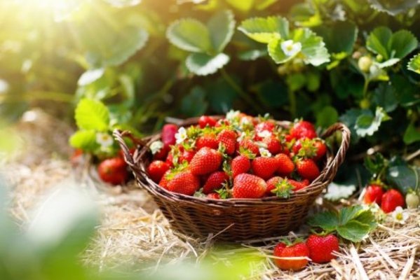 Cercetătorii trag un semnal de alarmă: Aproape toate căpșunile de la supermarket conțin reziduuri de pesticide