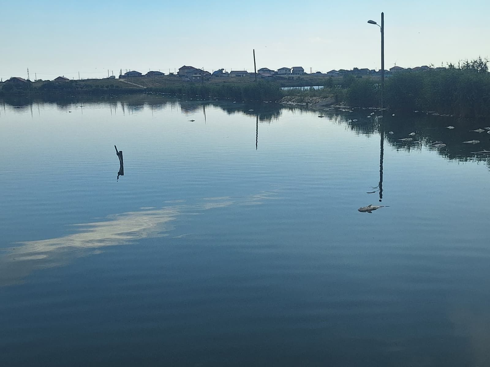 Dezastru ecologic pe lacul Corbu: mii de pesti au murit 