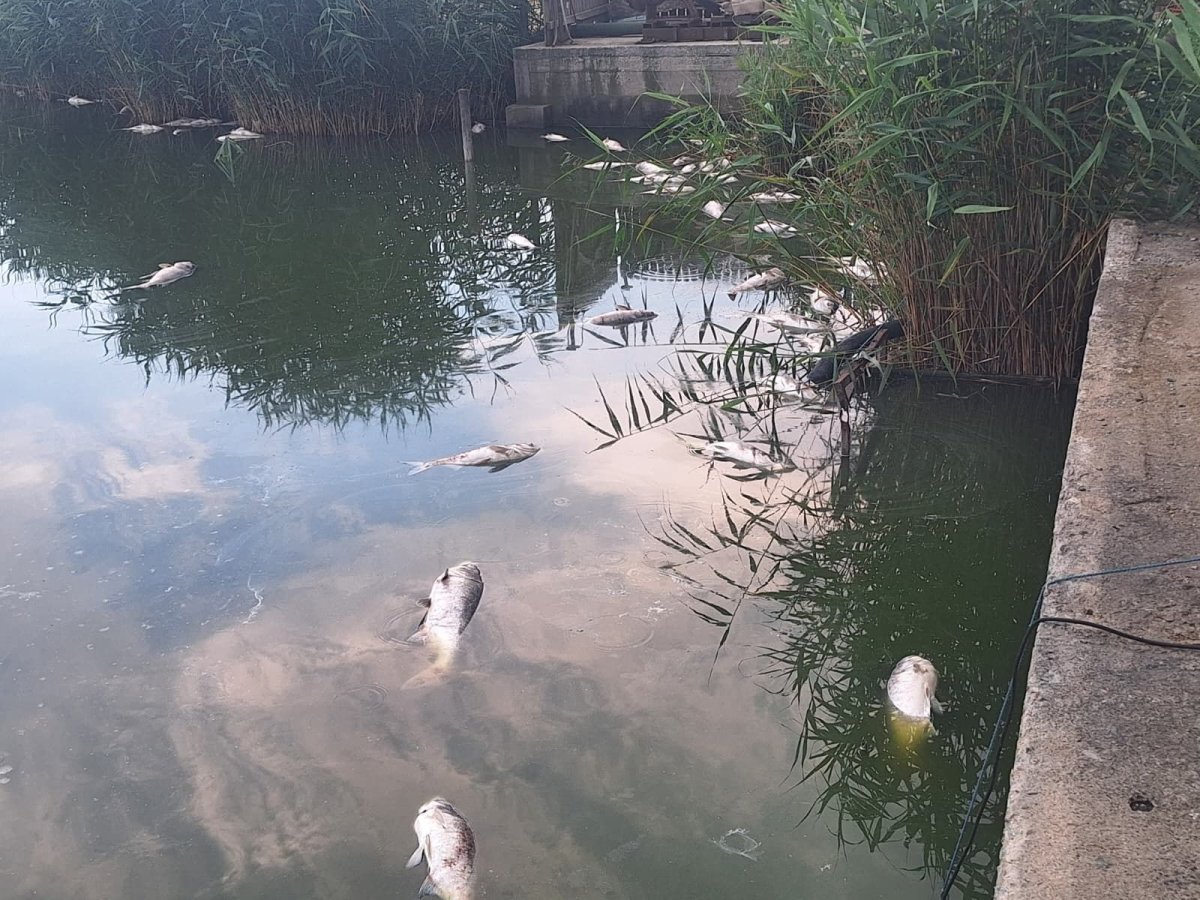 Dezastru ecologic pe lacul Corbu: mii de pesti au murit 