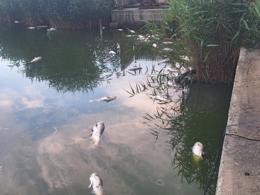 Dezastru ecologic pe lacul Corbu: mii de pești au murit 