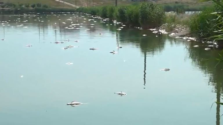 Dezastru ecologic pe lacul Corbu: mii de pesti au murit 