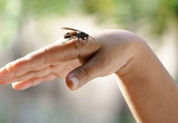 Înțepăturile de albine și viespi pot provoca reacții alergice severe. Semnele care impun apelul de urgență la medic