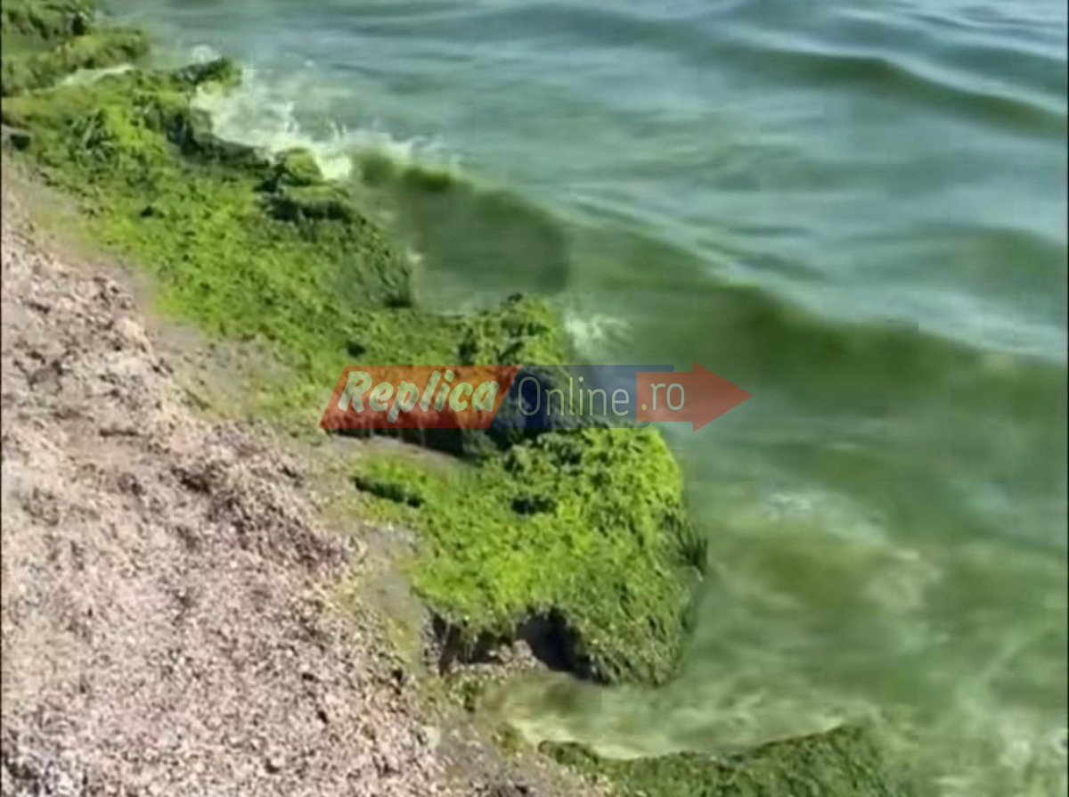 Revolta turistilor din Mamaia  are legatura cu &bdquo;muntii&ldquo; de vegetatie de pe plaja si mirosul greu de suportat. Video 