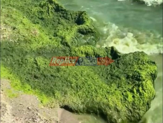 Revolta turiștilor din Mamaia  are legătură cu „munții“ de vegetație de pe plajă și mirosul greu de suportat. Video 