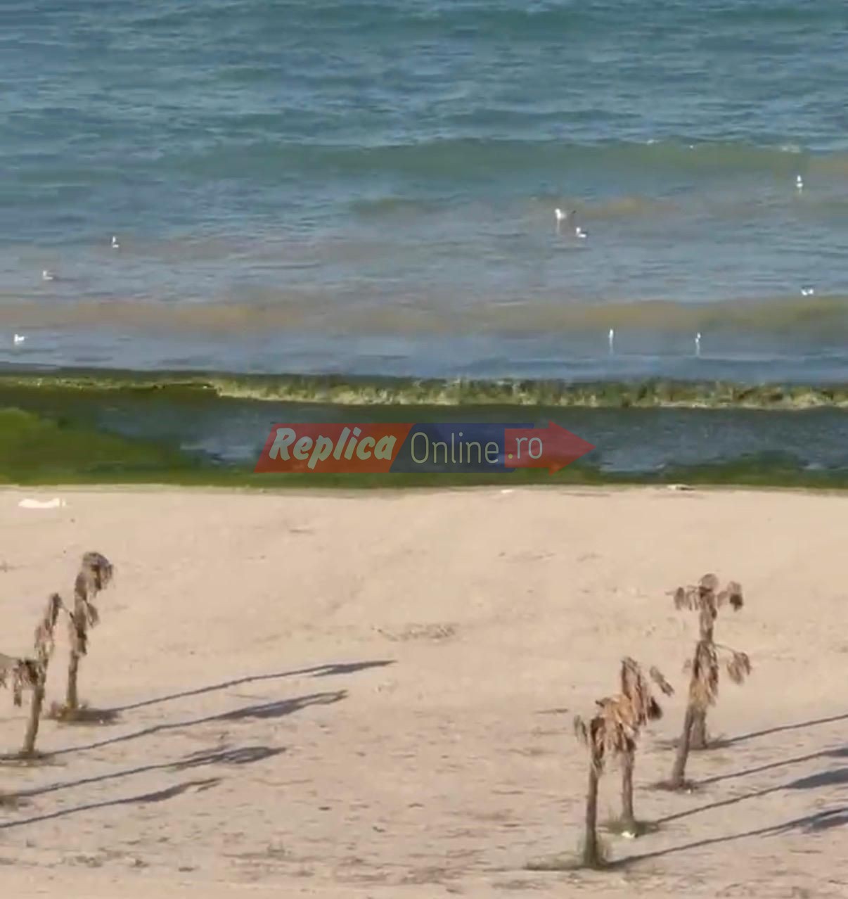 Revolta turistilor din Mamaia  are legatura cu &bdquo;muntii&ldquo; de vegetatie de pe plaja si mirosul greu de suportat. Video 