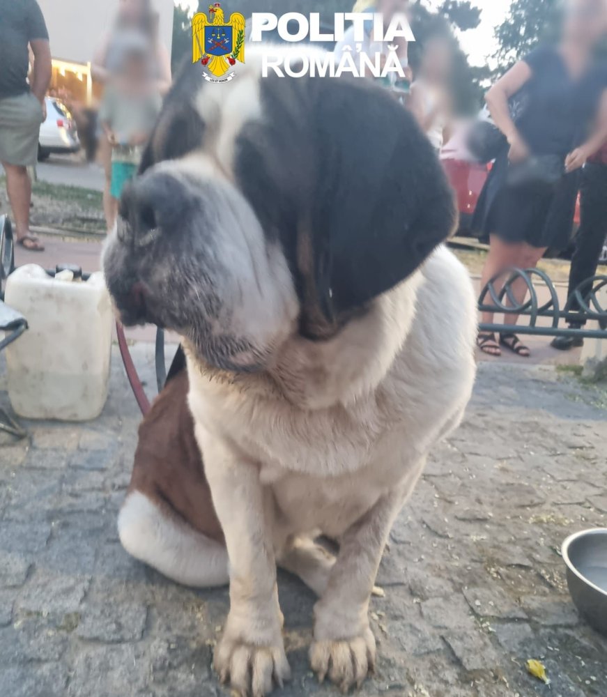 Politia desfasoara pe litoral actiuni pentru protectia animalelor! Vezi ce amenzi au aplicat!
