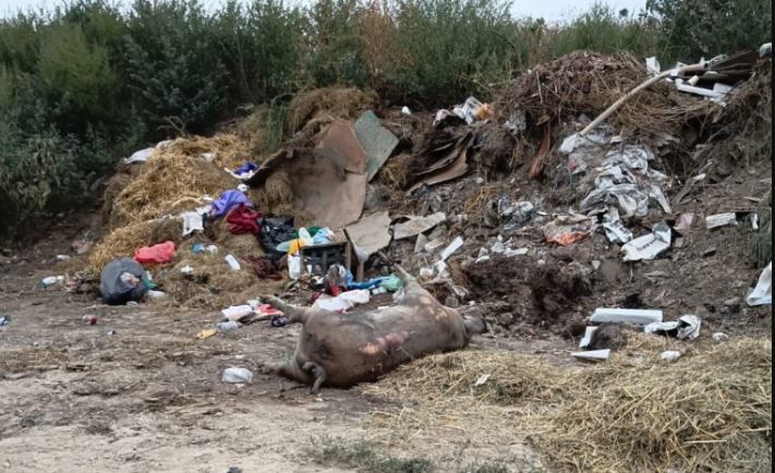 DSVSA Constanta: Primaria comunei Aliman a ingropat ilegal mai multe cadavre de porci pe camp