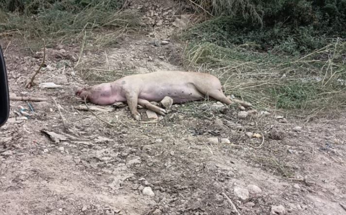 DSVSA Constanta: Primaria comunei Aliman a ingropat ilegal mai multe cadavre de porci pe camp