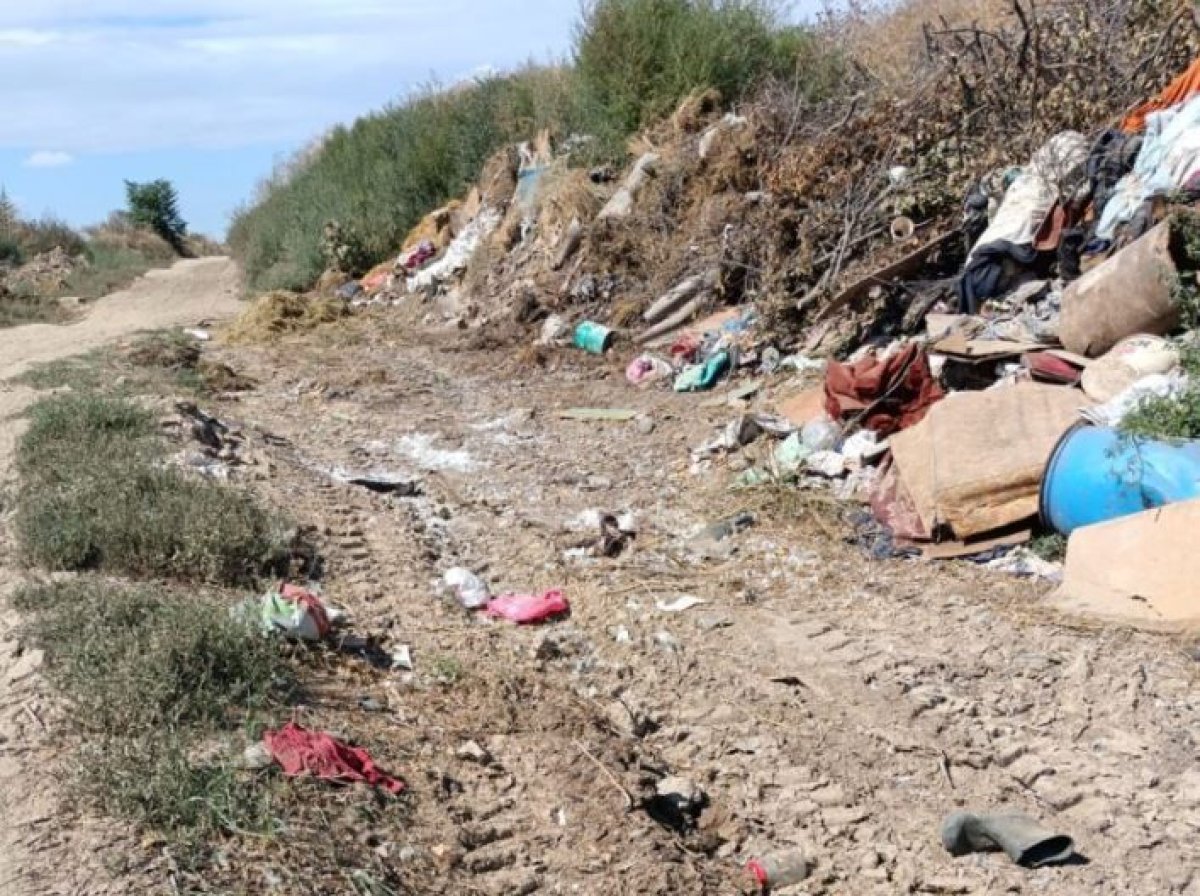 DSVSA Constanta: Primaria comunei Aliman a ingropat ilegal mai multe cadavre de porci pe camp