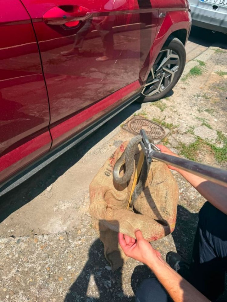 Un sarpe a fost gasit sub un autoturism, in municipiul Constanta. Au intervenit jandarmii