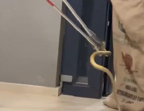 Panica intr-un restaurant din Mamaia Sat! Un sarpe de peste 1,5 metri a intrat in locatie. Video Panica intr-un restaurant din Mamaia Sat! Un sarpe de peste 1,5 metri a intrat in locatie. Video
