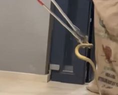 Panică în Mamaia Sat! Un șarpe de peste 1,5 metri a intrat într-un restaurant. Video Panică în Mamaia Sat! Un șarpe de peste 1,5 metri a intrat într-un restaurant. Video