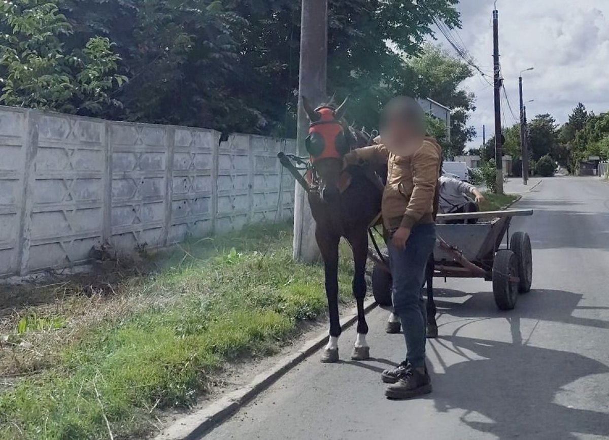 Caruta confiscata de politistii locali pe strada Celulozei din Constanta: Amenda uriasa pentru proprietar