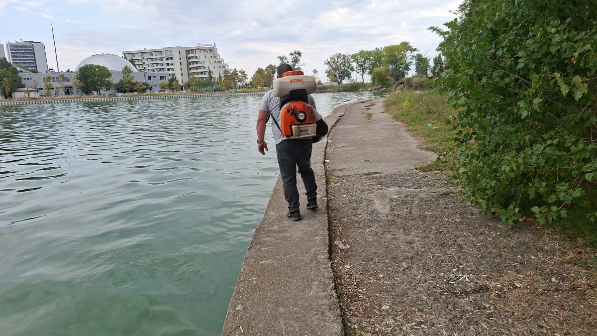 Primaria Constanta continua actiunile de delarvizare, dezinsectie si deratizare