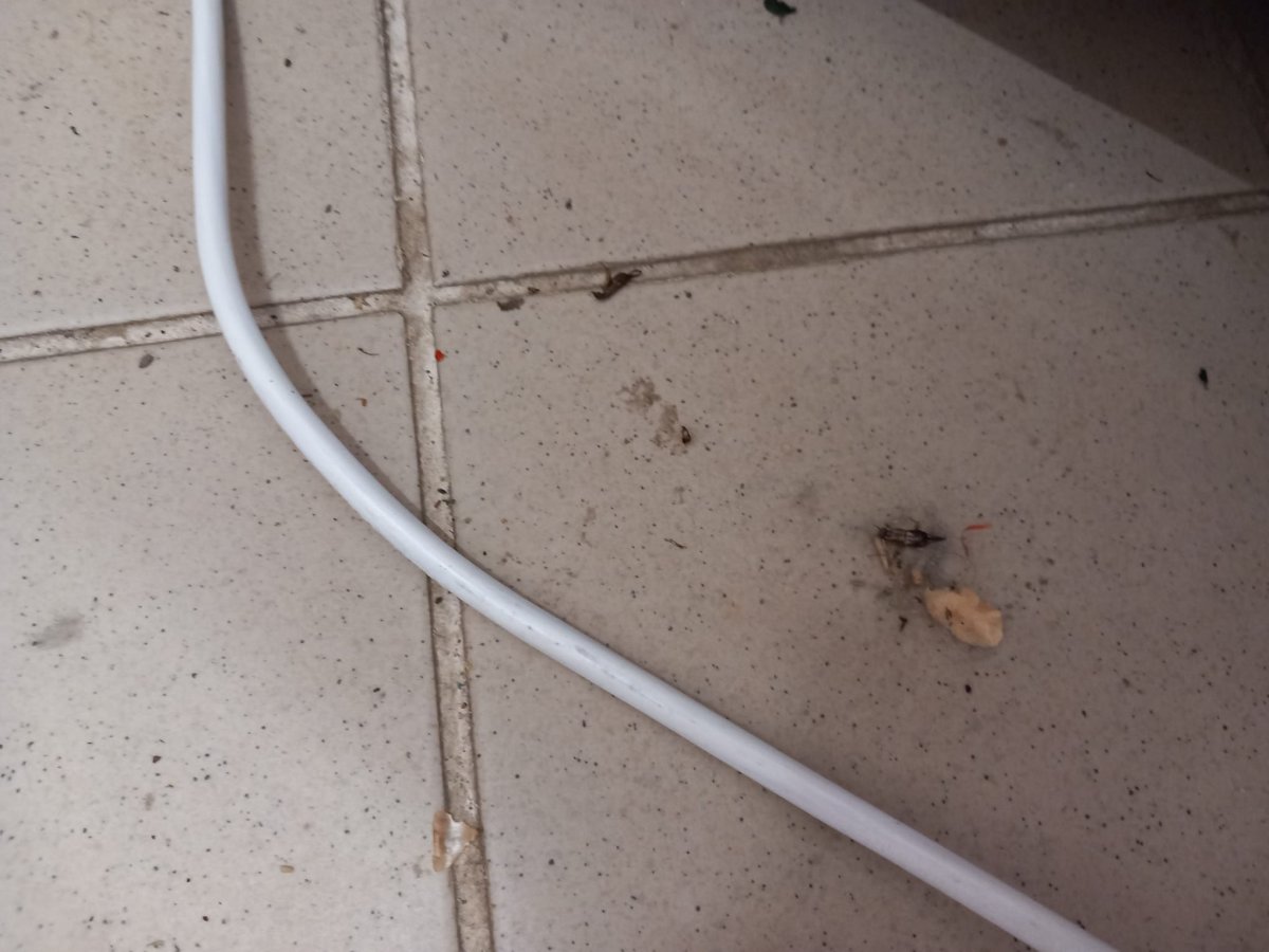 Gandaci, insecte si carne de shaorma tinuta in caldura! Dezastru descoperit de OPC in restaurantele si magazinele din Constanta. Video