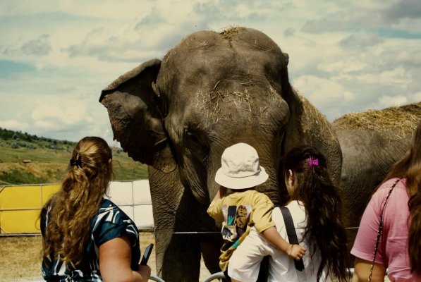 Zoo Park România ajunge la Cumpăna: Singurul loc din țară unde copiii pot hrăni un elefant