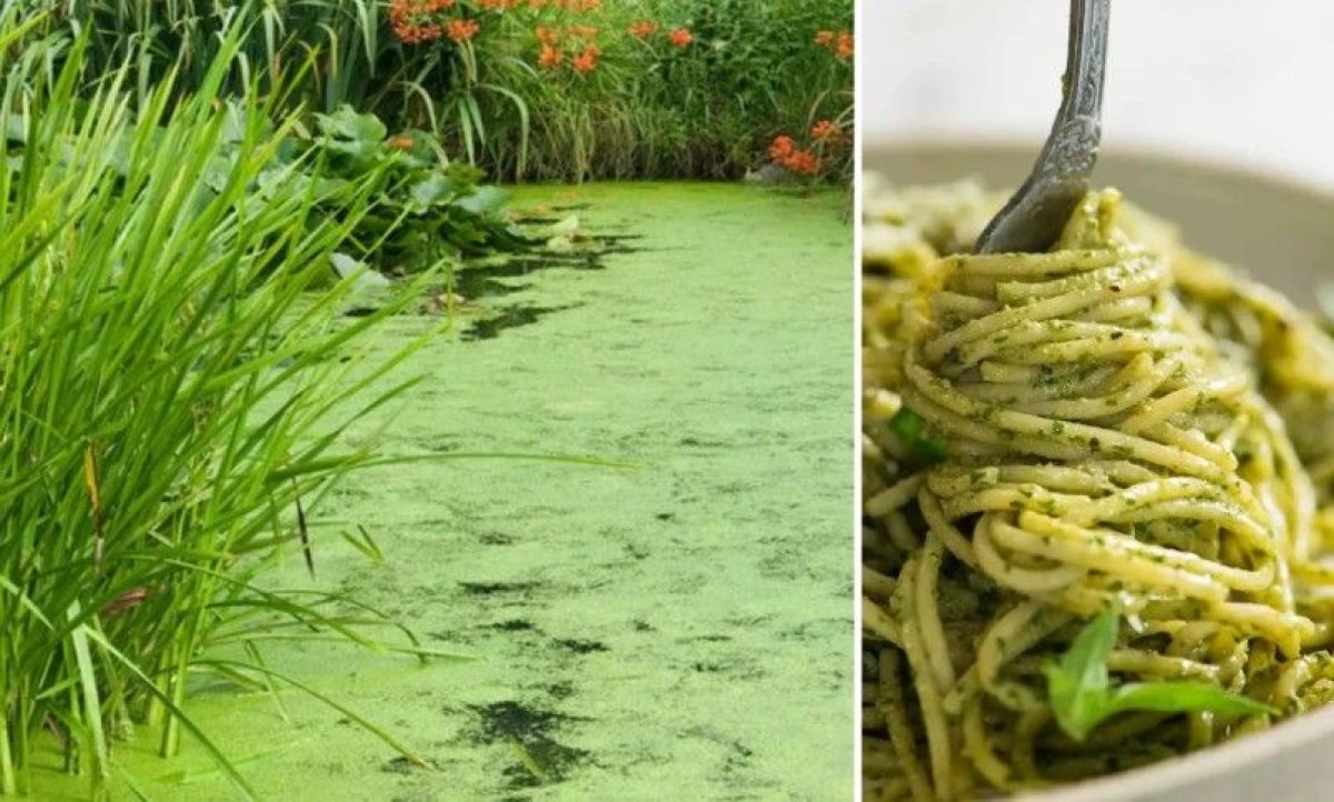 Dupa viermi si greieri, o noua „surpriza“ poate ajunge in farfuriile romanilor: O planta din balti, folosita in paste, supe si pesto Dupa viermi si greieri, o noua „surpriza“ poate ajunge in farfuriile romanilor: O planta din balti, folosita in paste, supe si pesto