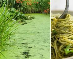 După viermi și greieri, o nouă „surpriză“ poate ajunge în farfuriile românilor: O plantă din bălți, folosită în paste, supe și pesto După viermi și greieri, o nouă „surpriză“ poate ajunge în farfuriile românilor: O plantă din bălți, folosită în paste, supe și pesto