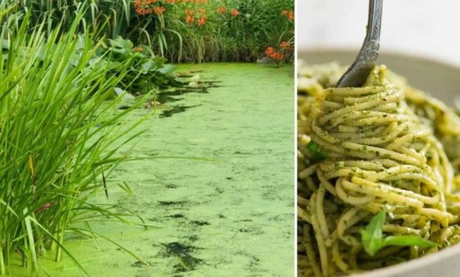 După viermi și greieri, o nouă „surpriză“ poate ajunge în farfuriile românilor: O plantă din bălți, folosită în paste, supe și pesto