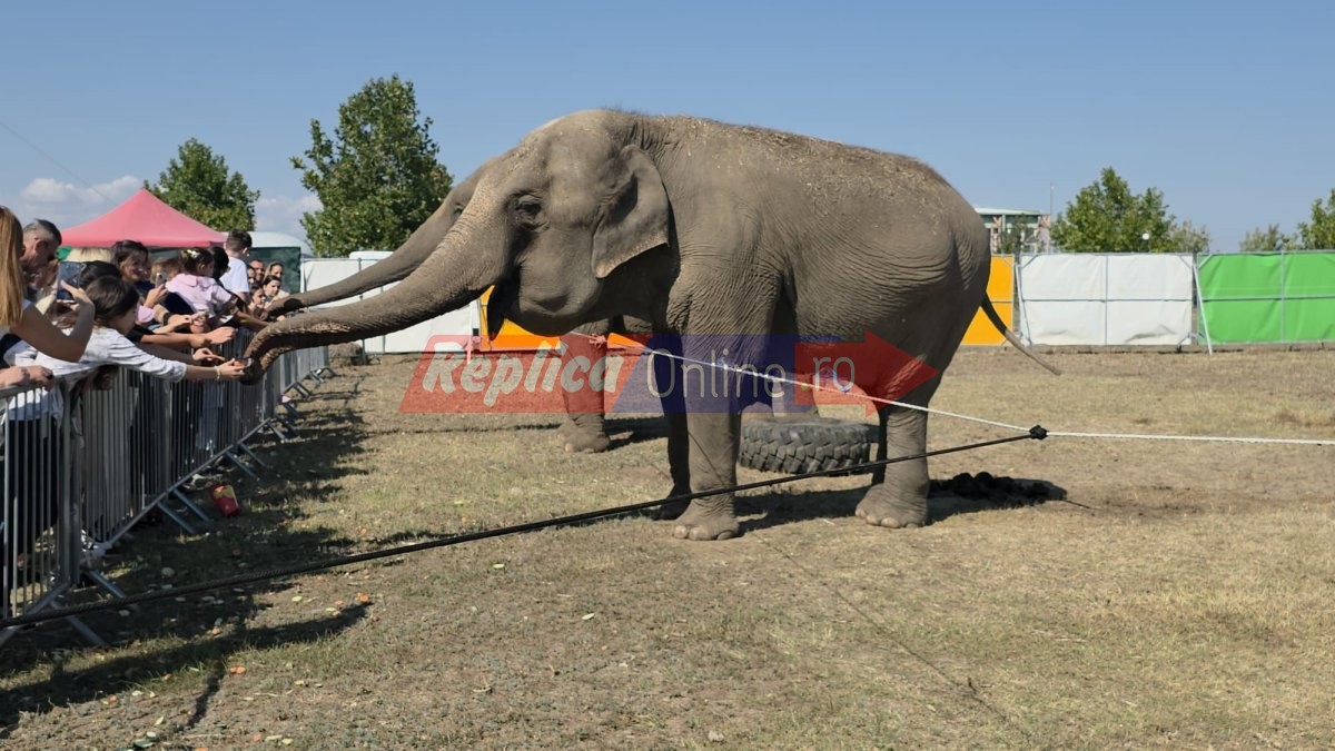 Zoo Park Romania a ajuns la Cumpana: Singurul loc din tara unde copiii pot hrani un elefant. Video Zoo Park Romania a ajuns la Cumpana: Singurul loc din tara unde copiii pot hrani un elefant. Video