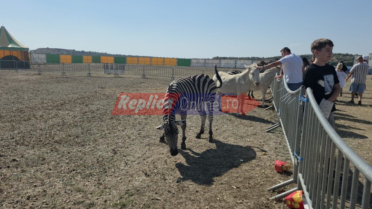 Zoo Park Romania a ajuns la Cumpana: Singurul loc din tara unde copiii pot hrani un elefant. Video Zoo Park Romania a ajuns la Cumpana: Singurul loc din tara unde copiii pot hrani un elefant. Video