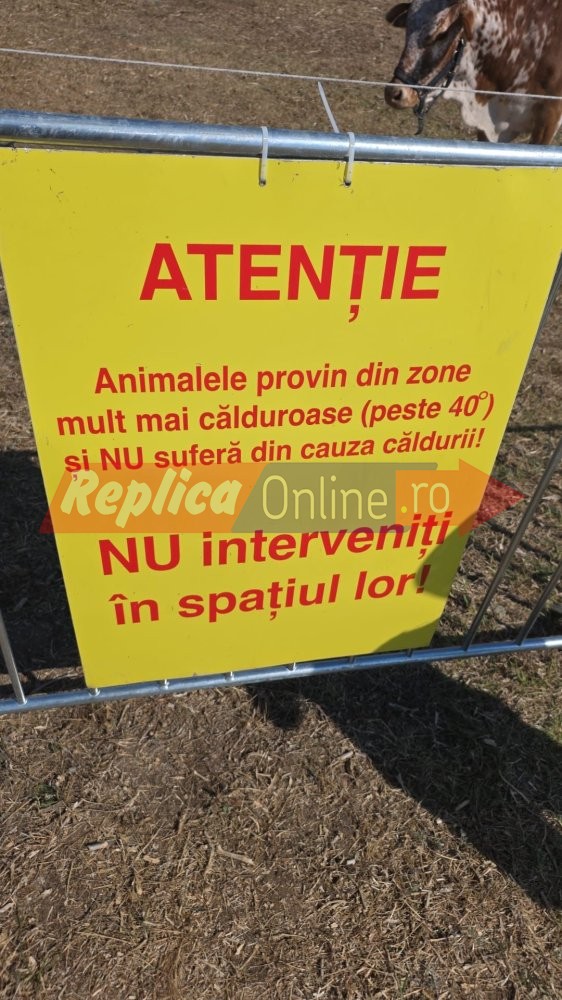 Zoo Park Romania a ajuns la Cumpana: Singurul loc din tara unde copiii pot hrani un elefant. Video Zoo Park Romania a ajuns la Cumpana: Singurul loc din tara unde copiii pot hrani un elefant. Video