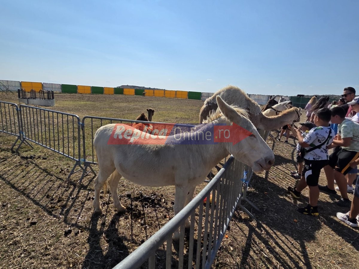 Zoo Park Romania a ajuns la Cumpana: Singurul loc din tara unde copiii pot hrani un elefant. Video Zoo Park Romania a ajuns la Cumpana: Singurul loc din tara unde copiii pot hrani un elefant. Video