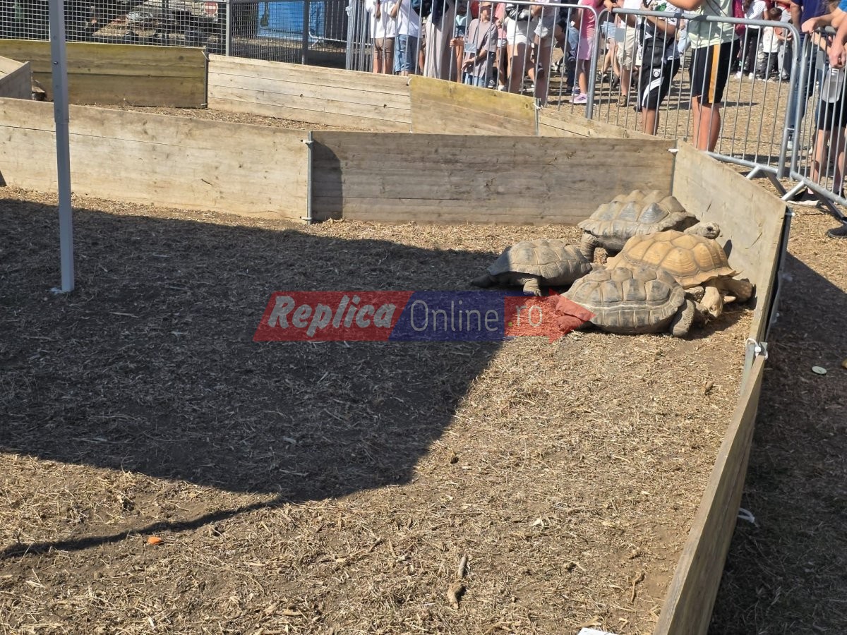 Zoo Park Romania a ajuns la Cumpana: Singurul loc din tara unde copiii pot hrani un elefant. Video Zoo Park Romania a ajuns la Cumpana: Singurul loc din tara unde copiii pot hrani un elefant. Video
