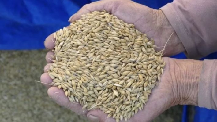 „Aurul” din hambare ține prețul sus: România bate record după record la exporturi