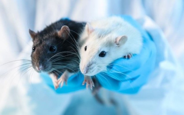 Un profesor român de la Stanford, în spatele unui experiment fără precedent: Șoareci cu jumătate de creier uman